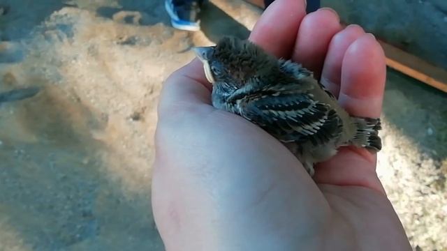 КАК ВЫГЛЯДИТ ПТЕНЕЦ ВОРОБЬЯ