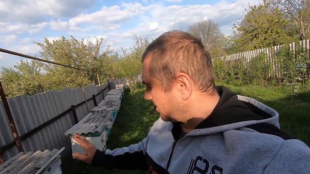 Майская пчелиная пыльца самая ценная! Как собрать без ущерба для пчел, секреты и нюансы моего опыта