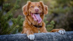 ТОП ФАКТОВ О СОБАКАХ