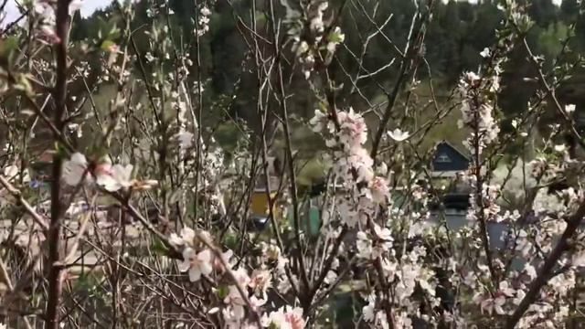 Продолжаем высаживать на даче , сажаем цветы, собираем урожай редиски, салата, лука. смотреть онлайн