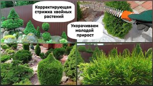 Корректирующая стрижка хвойных растений.