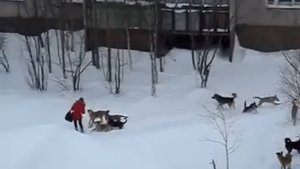 Стая диких собак нападают на молодую женщину в парке.
