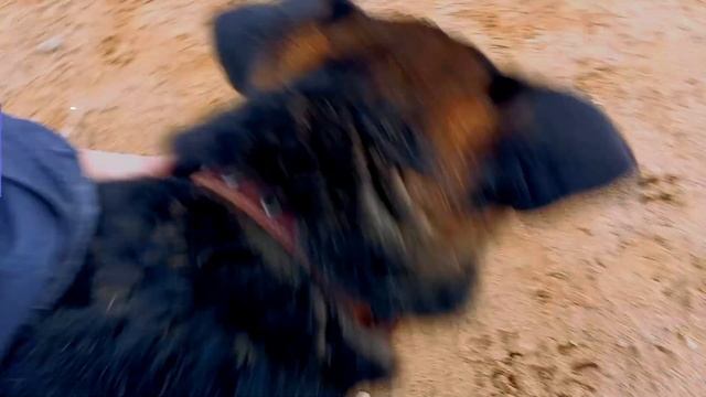 Что приют сделал с Лукасом? История одной овчарки