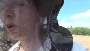Посадка медоносов и кое что о меде