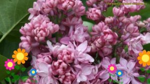 Сирень обыкновенная Память о Вехове. Краткий обзор, описание syringa vulgaris Pamyat o Vekhove