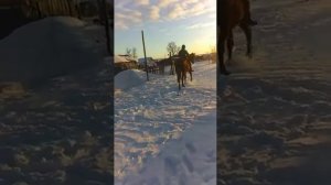 учим коня вставать на дыбы!