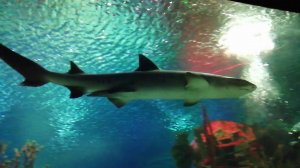 Подводная съемка Акула Скат Мурена и другие