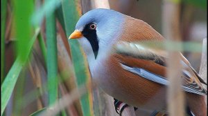 Синица усатая (Panurus biarmicus)