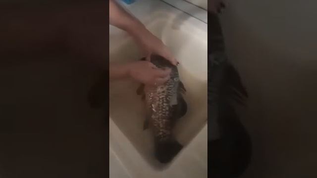 Как почистить рыбу быстро и просто?