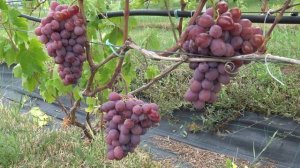Виноград Сиреневый