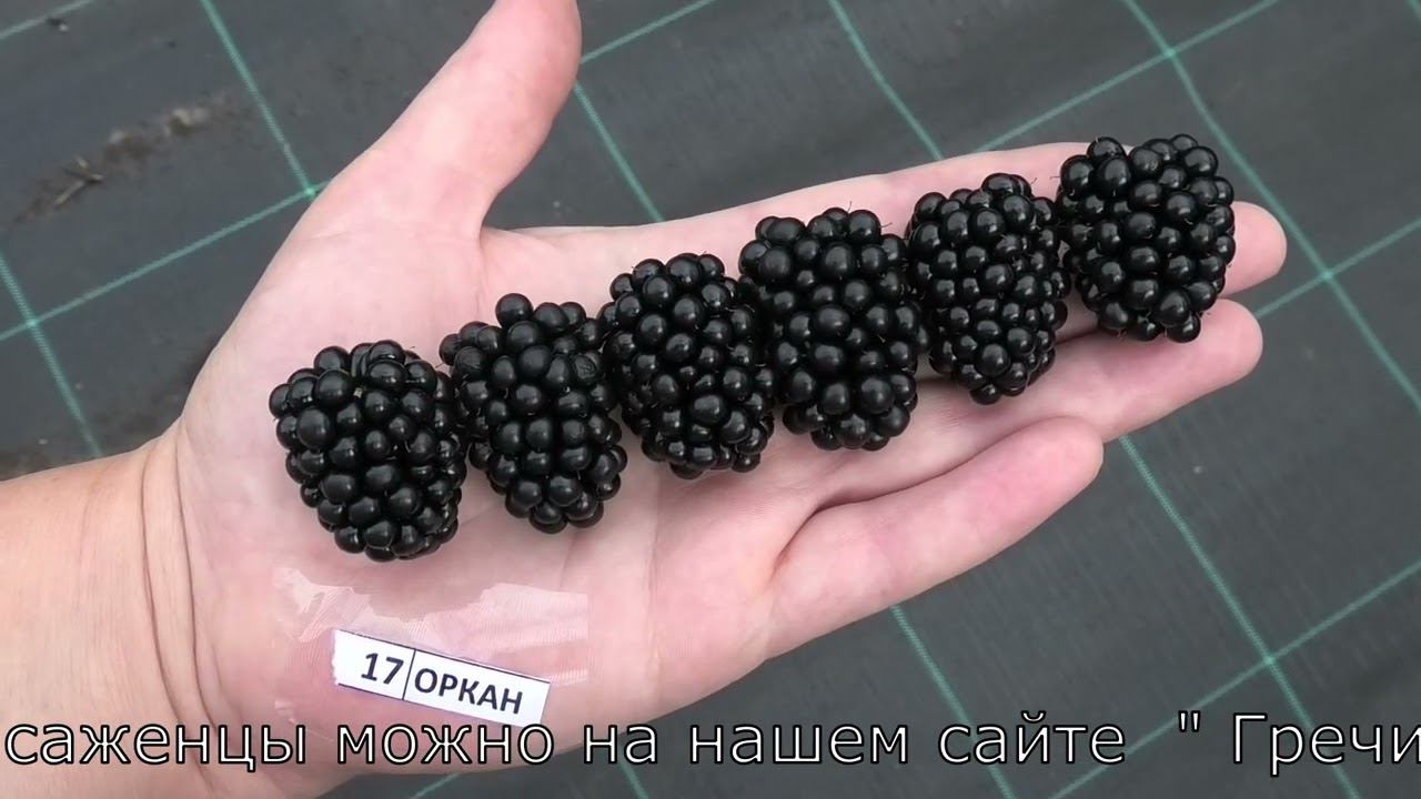 ОРКАН и ПОЛАР сорта ежевики смотреть онлайн