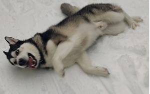 Поведение ХАСКИ зимой в лесу на природе!