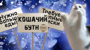 Котоновости - суетология и воровство