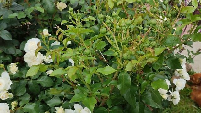 Цветение клубы с белыми розами - ЛИОНС РОУЗ, ЛЕДИ РОМАНТИКА, МАРЖОЛЕН и др??? смотреть онлайн