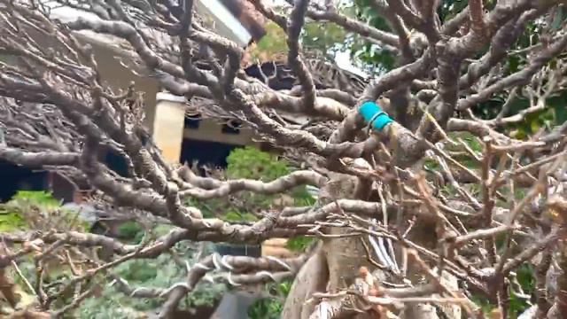 BONSAI KIMENG JUMBO BERKARAKTER ANGKER смотреть онлайн