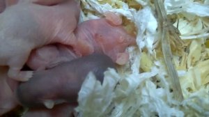 Как определить пол хомяка. Мальчик или девочка?