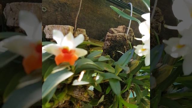 Дендробиумы christuanym u bellatulum. смотреть онлайн