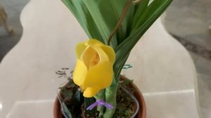 Орхидея Anguloa Dubia Ангулоа