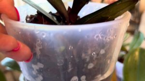 Триходерма для Орхидей ( разводим ,поливаем )