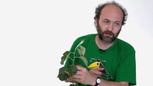 1. Органы растений. Морфология растений - 5 - 6 класс