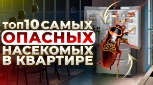 10 САМЫХ ОПАСНЫХ насекомых в вашей квартире