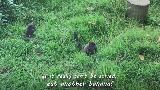 3 types of Madagascar Lemur смотреть онлайн