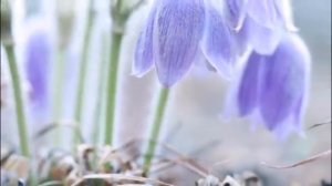 ИСТОРИЯ ЛЮБВИ  Музыка Франсис Ле   Оркестр Поля Мориа