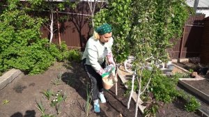 Колонновидные яблони - отличный вариант живой изгороди на вашем участке.