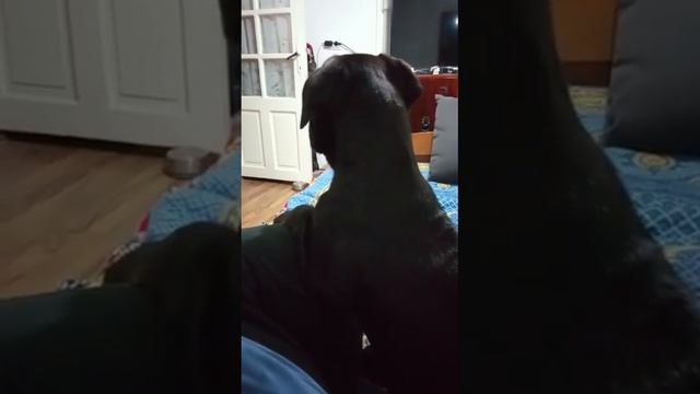 Верный пёс Кони корса сторожит хозяйку смотреть онлайн