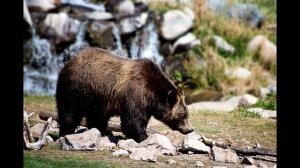 Рык медведя (гризли).Звук злого, рычащего медведя