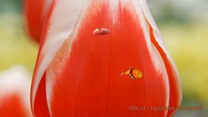 Тюльпан обыкновенный Роман Эмпайр (roman empire) ? обзор: как сажать, луковицы тюльпаны Роман Эмпай