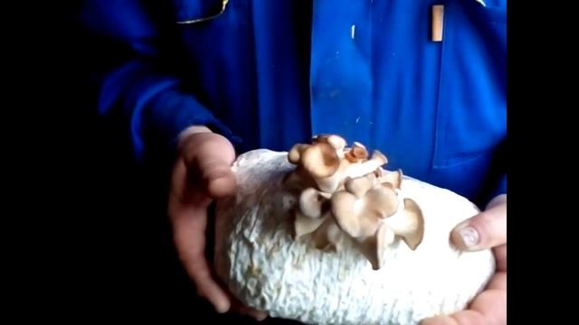 Вешенка штамм КЧ разговор о качестве