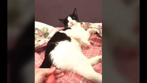 Приколы с котами из Тик Тока! Смешные коты. Tik Tok cat.