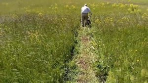 Косилка немецкая AL-KO. Свежая трава для коровы.