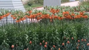 "Зимний сад" на втором этаже Эрмитажа - красотень !