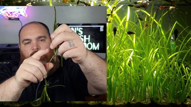 Vallisneria, The ONLY Plant You NEED! смотреть онлайн