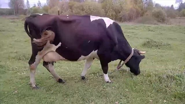 Выбор сделан//корова идёт на бойню смотреть онлайн