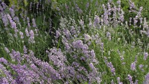 Лаванда узколистная в Пензе.