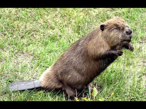 Охота на бобра, с магнитом! :) смотреть онлайн