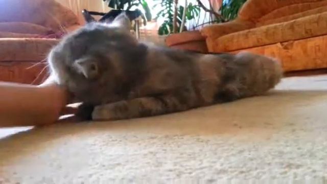 Кошка сходит с ума смотреть онлайн