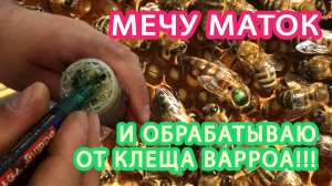 МЕЧУ ПЧЕЛОМАТОК И ОБРАБАТЫВАЮ ОТ КЛЕЩА ВАРРОА!!!