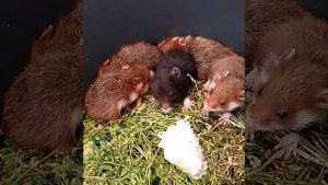 Дикий хомяк карбыш молодь