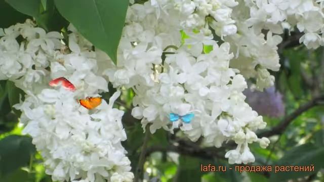 Сирень обыкновенная Советская Арктика ? обзор: как сажать, саженцы сирени Советская Арктика смотреть онлайн