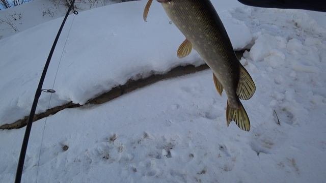 #зимнийспиннинг #рыбалканащуку #рыбалканамосквереке #спиннинг