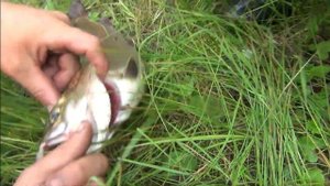 46 серия Учимся держать Рыбу, чтоб не сломать Палец, Тайга Лендаха река