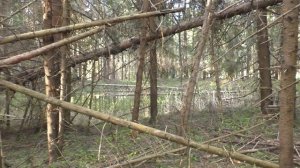 Коп не по картам / поиск клада / поиск монет / АКА Сигнум / Поиск с металлоискателем видео