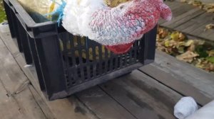 Индюки Биг-6 в возрасте 6,5 месяцев. Взвешивание до и после забоя.