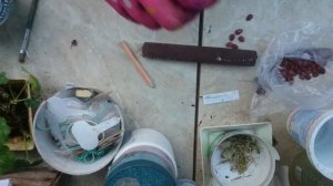 Скарификация семян