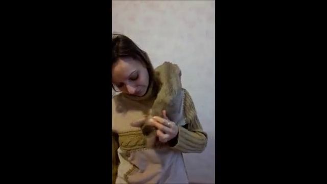 Лейка - абиссинская кошка окраса фавн смотреть онлайн