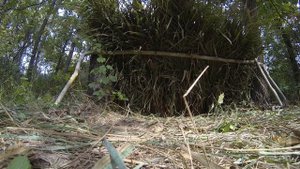 Как сделать односкатный шалаш на скорую руку